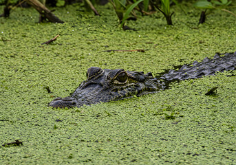 Obraz premium Alligator in Green Duckweed Swamp