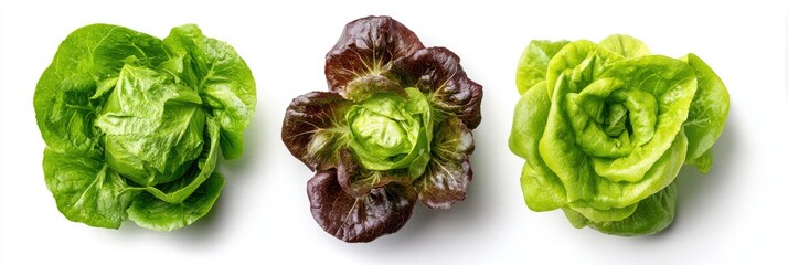 Three heads of lettuce, one green, one red, and one green