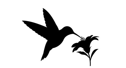 Silhouette of a Hummingbird Feeding on a Flower.