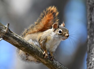 Maine Red Squirrel