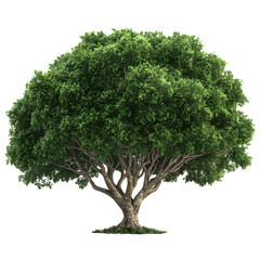 Obraz premium Solitary tree with lush green foliage against a stark black background rendering