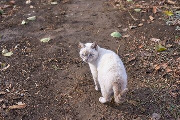 White cat with blue eyes standing on dirt path with fallen leaves in autumn scene.