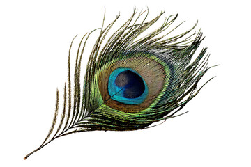 Vibrant Peacock Feather, isolated on a transparent background.