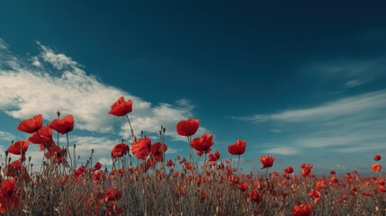 Vibrant Field of Poppies Under a Clear Blue Sky