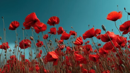 Vibrant Red Poppies Blooming Under Clear Blue Sky in Open Field