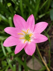 Fototapeta premium pink flower in the garden