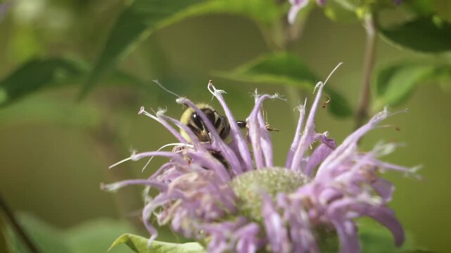 Bumble Bee Peeks Out From Behind Wild Bergamot Bee Balm in Garden