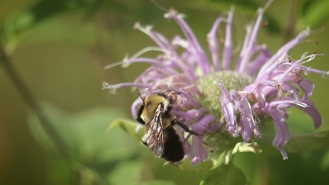 Bumble Bee Takes A Bath While Pollinating Wild Bergamot Bee Balm in Garden