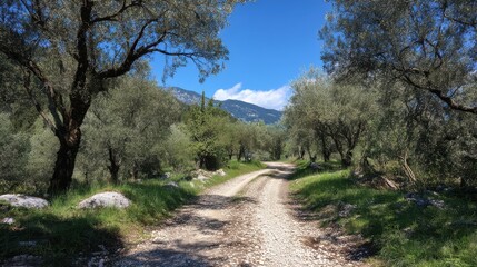 Obraz premium Scenic Gravel Road Through an Olive Grove Under Bright Blue Sky