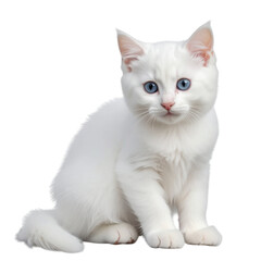 little white cat sitting on the ground isolated on white and transparent background