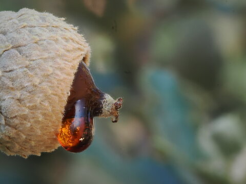 La bellota con una gota de savia muestra el fruto de la encina o roble exudando l&iacute;quido nutritivo, se&ntilde;al de defensa o de peque&ntilde;as heridas en su c&aacute;scara.