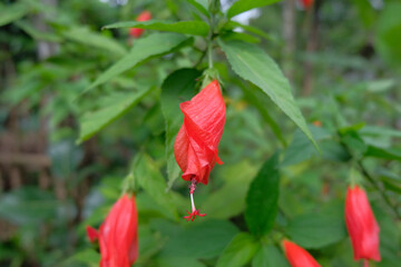 The Turk’s Cap or Mallow Malvaviscus arboreus, also known as sleeping hibiscus, is a tropical ornamental plant with bright red, closed hibiscus-like flowers