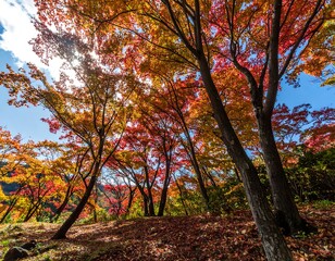 Autumn foliage canopy, vibrant colors