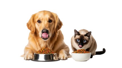 Golden retriever dog and Siamese cat enjoy their meals side by side in a cheerful display of companionship and shared moment