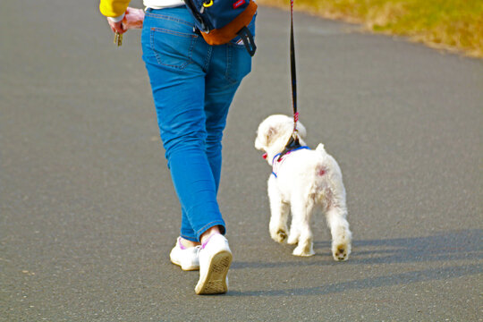 Rear view of a person walking a small fluffy white dog on leash along a paved path, enjoying a casual outdoor stroll together.