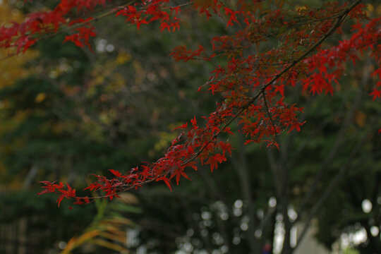 A delicate branch of red maple leaves stretches across a shaded backdrop, capturing autumn&rsquo;s quiet beauty in subtle tones and graceful form.