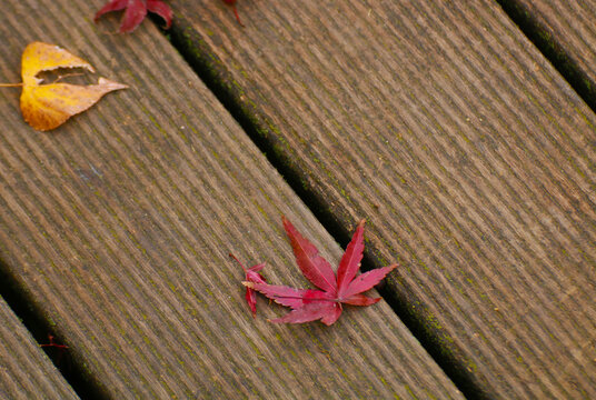 A crimson maple leaf lies gently on weathered wooden boards, its vivid color contrasting against earthy textures, embodying the quiet poetry of autumn&rsquo;s end.