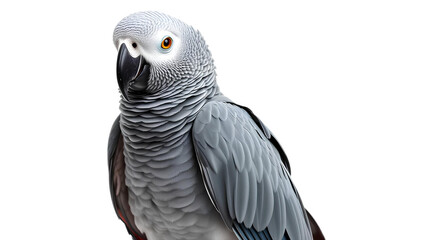 Fototapeta premium Photo of a Gray Parrot with Detailed Feathers isolated on transparent background