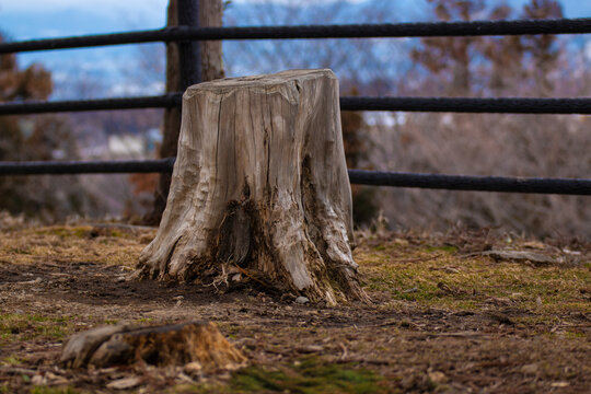 A close-up of an aged tree stump with rich textures, standing on earthy ground, symbolizing resilience and the passage of time in nature.
