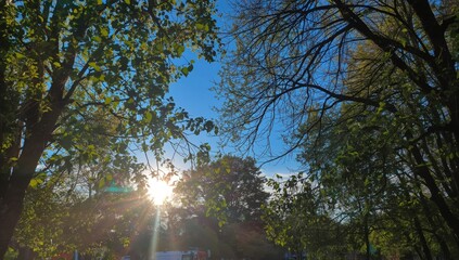 Obraz premium Golden sunlight filters through leafy branches against a clear blue sky inspiring hope and a vibrant fresh start