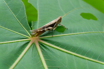 balsa leaves that are eaten by grasshoppers