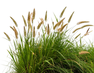 Untitled design - A patch of tall, untamed grass with delicate seed heads and vibrant green stems, isol