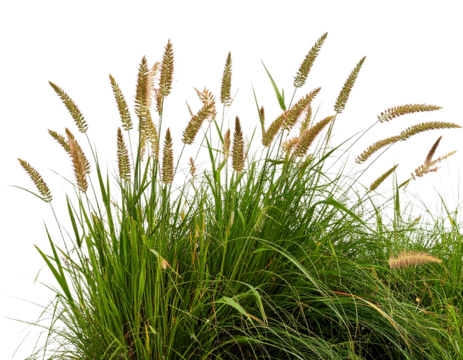 Untitled design - A patch of tall, untamed grass with delicate seed heads and vibrant green stems, isol