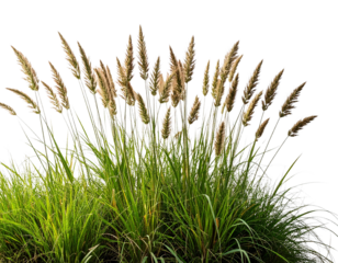 Untitled design - A patch of tall, untamed grass with delicate seed heads and vibrant green stems, isol (2)