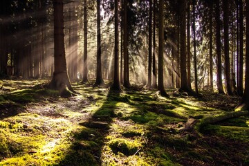 Obraz premium Birds darting through sunbeams a forest of tall pine trees warm light casting long shadows on the moss covered floor