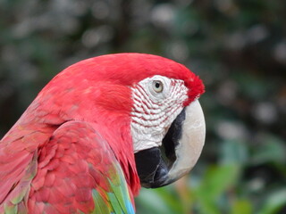 Red and green macaw