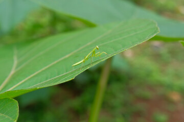 balsa leaves that are eaten by grasshoppers