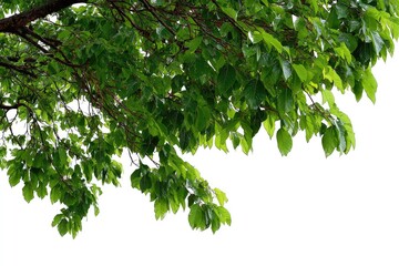 Fototapeta premium Lush green leaves and branches, isolated on white
