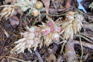 A close-up view of cardamom, or Amomum compactum, reveals its rhizomes and fresh shoots growing from the ground. Cardamom is a spice commonly used in cooking, herbal medicine, and traditional medicine