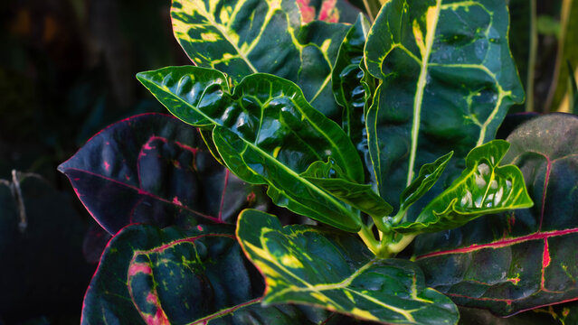 Fototapeta Close-up of Croton plant leaves with vivid green and yellow variegation under natural sunlight, creating a vibrant organic background for themes of nature, gardening, and botany. 