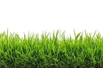 Fototapeta premium Lush green grass border against white background (1)