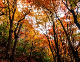 Autumn forest canopy vibrant colors (1)