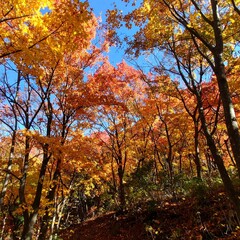 Fototapeta premium Autumn forest canopy, vibrant colors