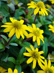 Yellow Wildflowers in a Garden