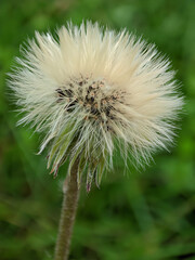 Fluffy seed head macro
