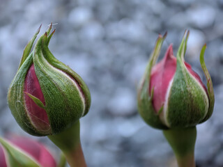 Rosebuds close-up