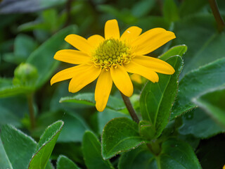 Yellow daisy close-up
