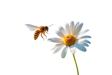 A macro shot of a honeybee in mid-flight approaching a beautiful white daisy flower for pollination against a clean, isolated white background