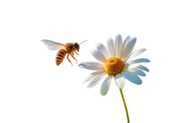 A macro shot of a honeybee in mid-flight approaching a beautiful white daisy flower for pollination against a clean, isolated white background