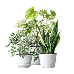 Fototapeta premium Elegant indoor plants on a black background creating a serene atmosphere
