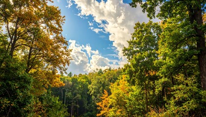 Naklejka premium Autumn forest canopy with vibrant fall colors