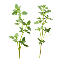 Fototapeta premium Two sprigs of fresh oregano herb isolated against a contrasting black background