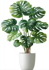 Lush, vibrant monstera plant in white pot