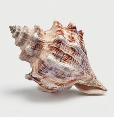 Close-up of a spiral seashell.  Natural colors and patterns