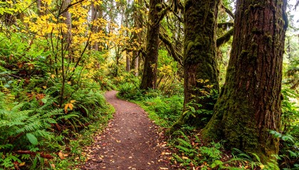 Obraz premium Autumn forest path winding through vibrant foliage