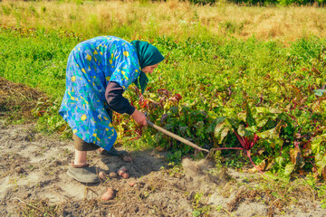 Elderly rural woman digging potatoes by hand in her garden. Hard agricultural work, authentic...